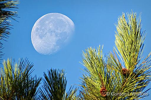 Pining For The Moon_DSCF4874-5.jpg - Photographed at Smiths Falls, Ontario, Canada.